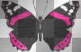 Butterfly animated spring summer