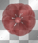 Red Flower Red Flower