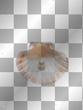 Summer- Shell w/Pearl ((alwaysanangel69))©®