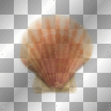 Orange- Summer Shell ((alwaysanangel69))©®