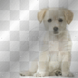 Pretty little dog