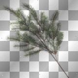 branch