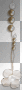 Deco pearls 