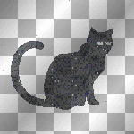 black cat