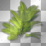 Palm tree leaves 