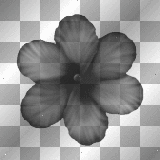 flower black deco scrap transparent [1ֆ]
