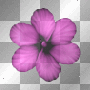 flower pink scrap deco transparent [1ֆ]