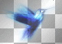 Colibri hummingbird blue