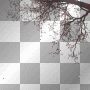 mejserr tree branches frame bg background