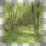 forest natural background ©zαηєѕѕα155ⓡ