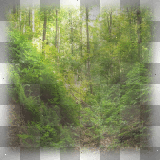 forest natural background ©zαηєѕѕα155ⓡ
