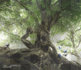 Backgrond forest . Didi5dd
