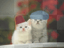 background_cat_animated_lichtmehr