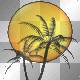 palm trees