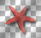Starfish red Starfish red