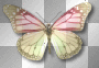 Butterfly pink yellow 