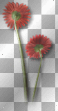 Flowers red 