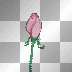 ♥pretty pink rose flower/²u