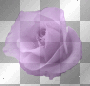 meandham // blossom