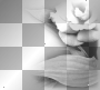 Flower Flower