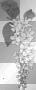 white, flower