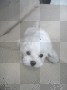 Dog White <3 ภค๏ђเภค♥.♥