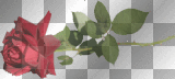 rose, red, deco