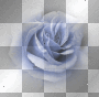ROSE BY FABRYKING61