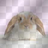 Loop Eared Rabbit