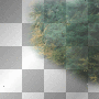 Trees Trees