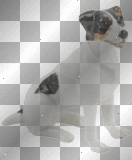 jack russell dog
