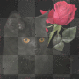 gatto nero