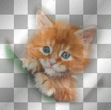 Kitty