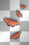 Butterflies red