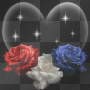 Red, white and blue roses