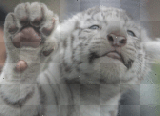 Tigrotto