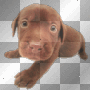 *-* the DoG !