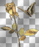 rosa y mariposa de oro-sofia