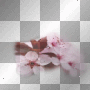 Flower of Sakura