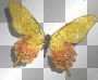 Schmetterling