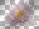 flor de loto color rosa--sofia
