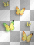 Butterflies yellow orange 