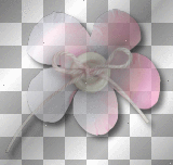 Flower pink 