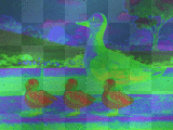 Duck rainbow
