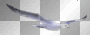 white bird flying seagull.²u