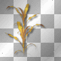 Grass corn leaves gold Grass corn leaves gold