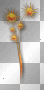 Flowers orange 