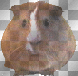 GUINEA_PIG ANIMALS SWEET MEERSCHWEINCHEN TIERE