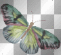 BUTTERFLY SCHMETTERLING ANIMATED HERBST AUTUMN