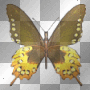 BUTTERFLY SCHMETTERLING ANIMATED HERBST AUTUMN
